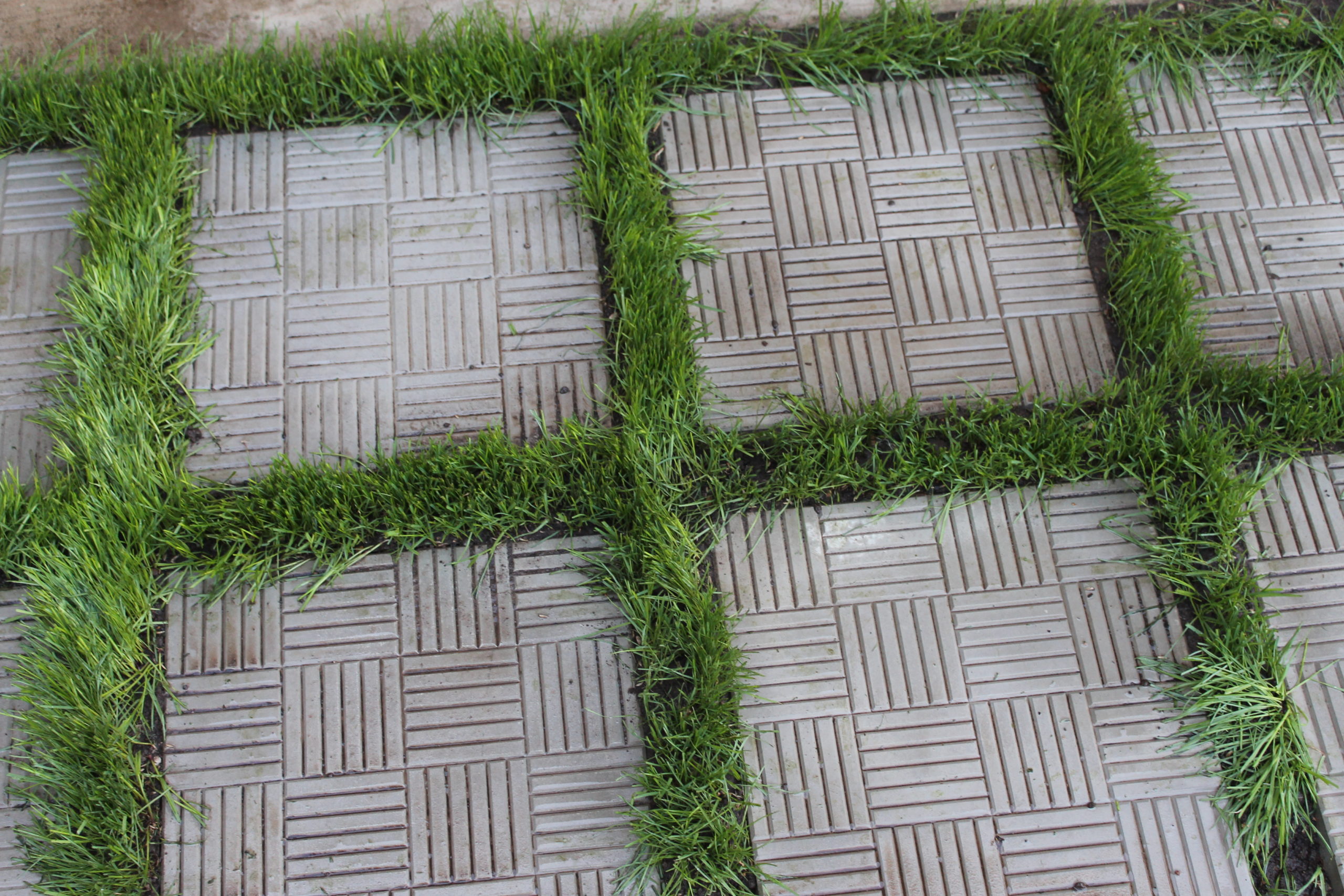 Дорожка с травой между плитками