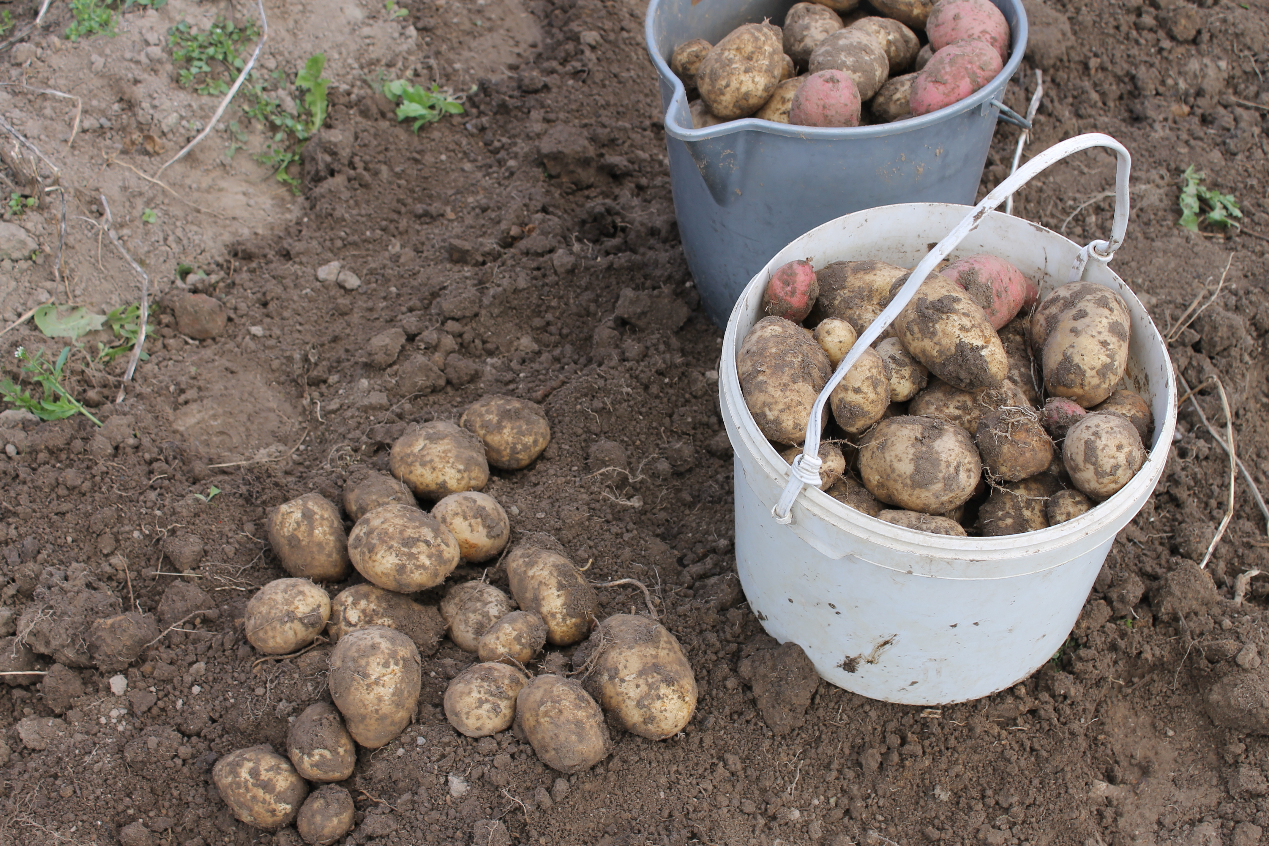 Первый урожай картофеля. Урожай картофеля. Посадка картофеля в ведрах. Картофель в ведре. Посадка картошки в ведрах.