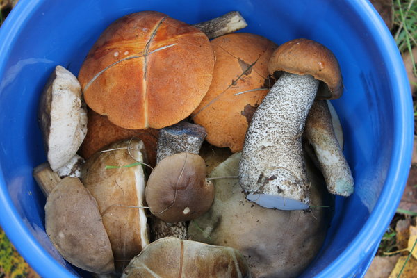 собирать грибы