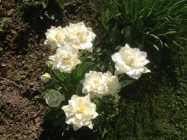 10 тюльпанов "Шоу Кристал" выросли из посаженных 2 года назад 3-х луковиц.