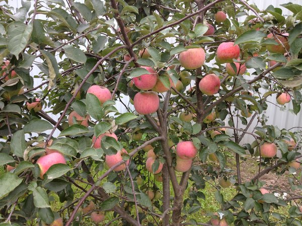 12 сентября 2016 г. яблоки долго хранятся