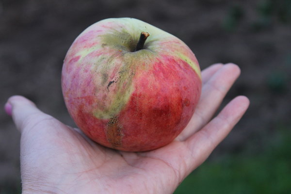 2 сентября 2018 г. яблоки долго хранятся
