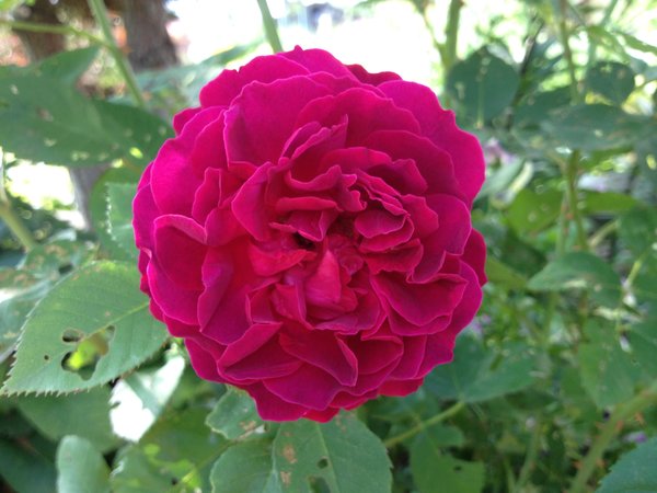 кустарниковая роза