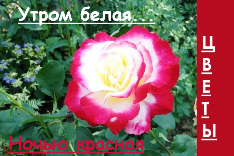 роза