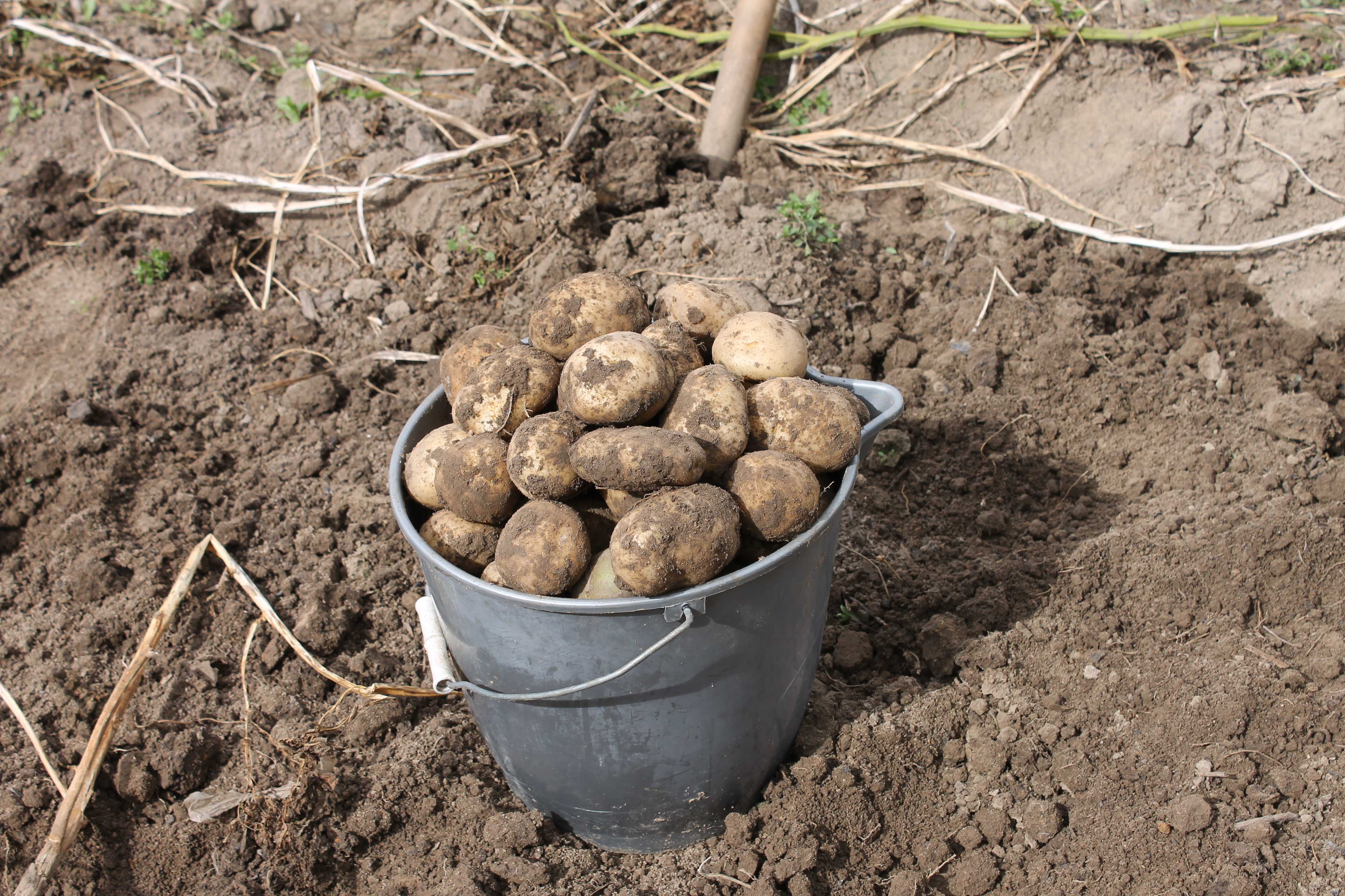 Можно вносить перед посадкой. Посадка картофеля. Картошка в огороде. Посадка картошки. Лунки для картофеля.
