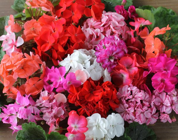 15 расцветок герани