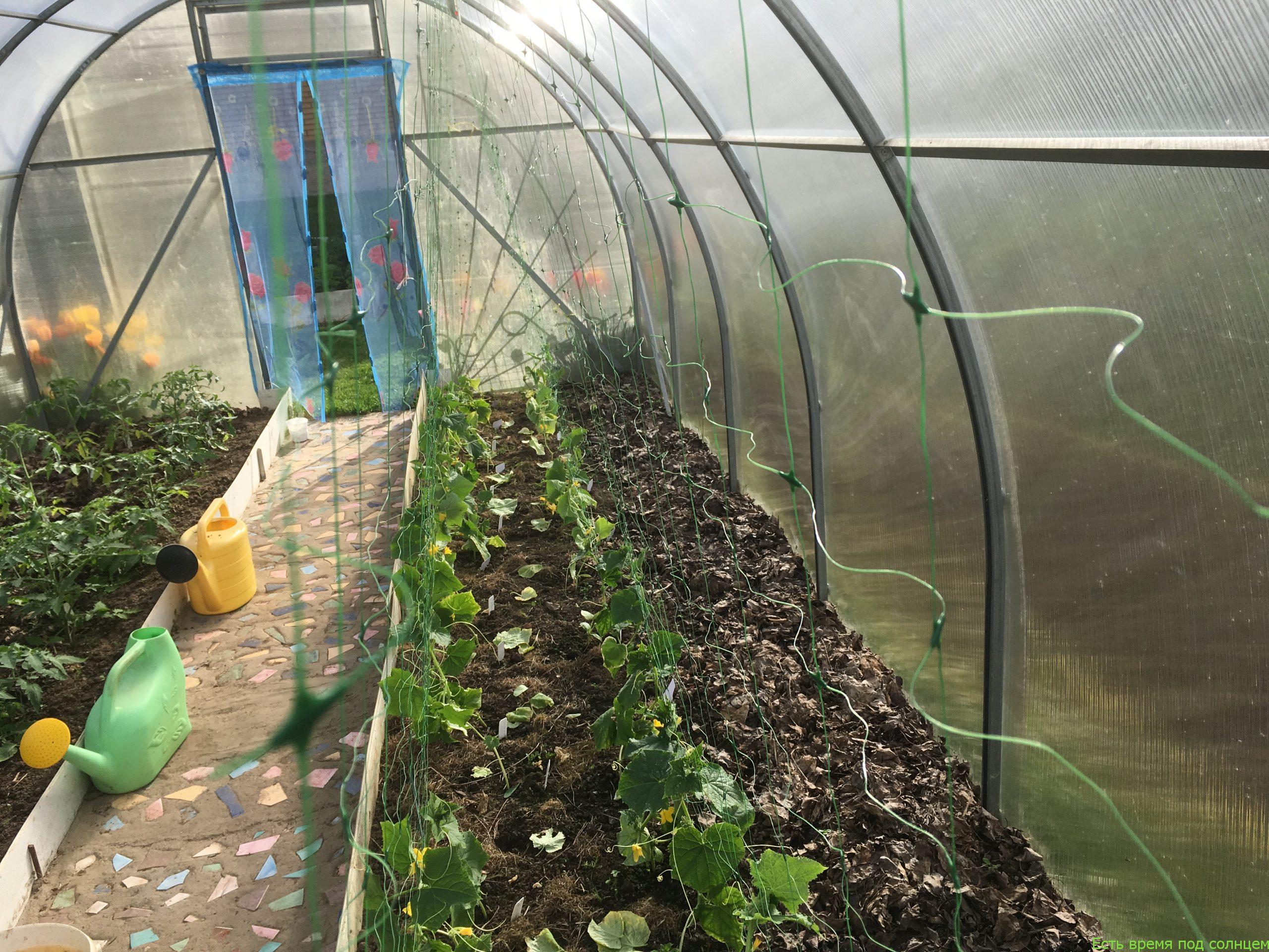 Огурцы на сетке в теплице, фото / Выращивание растений на шпалерах своими руками