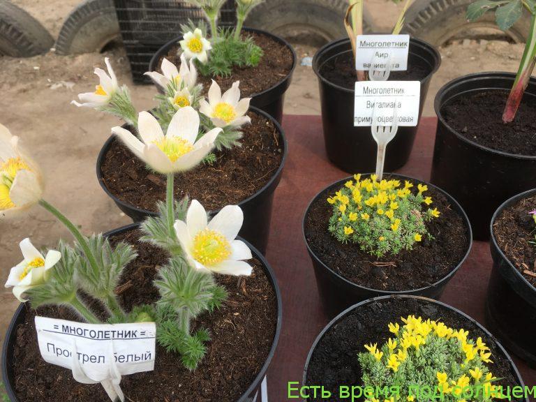 Маленькие секреты шикарных флоксов