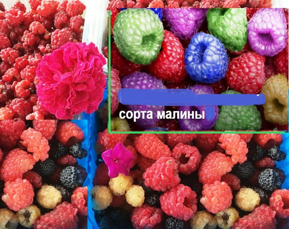 разноцветные ягоды