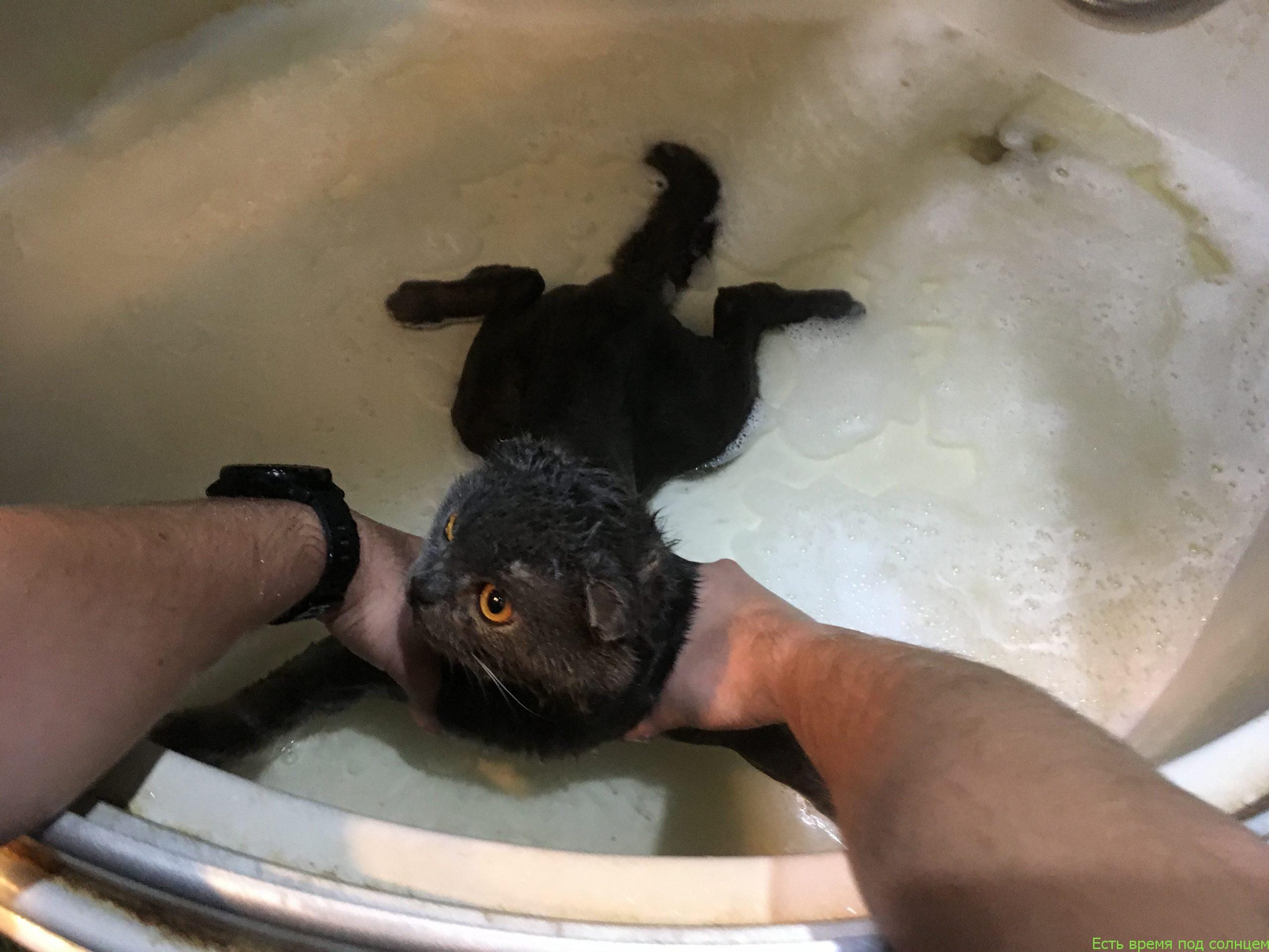 Как помыть кота без стресса у хозяина