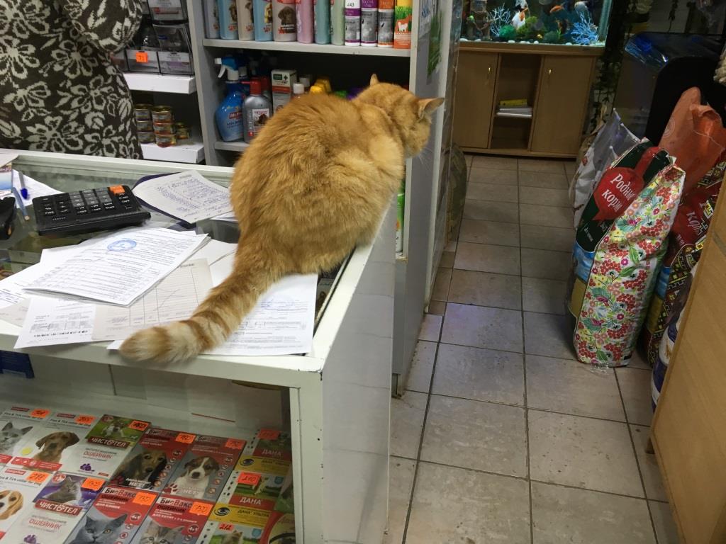 кот живет в магазине