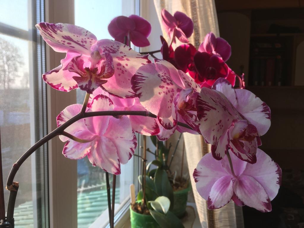 орхидея будет цвести