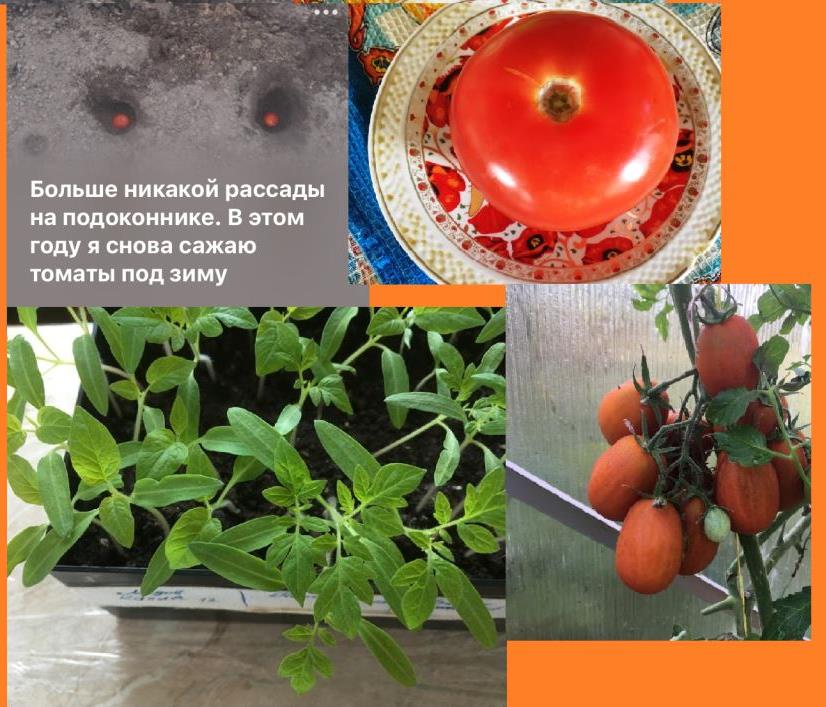 посадить помидоры целыми