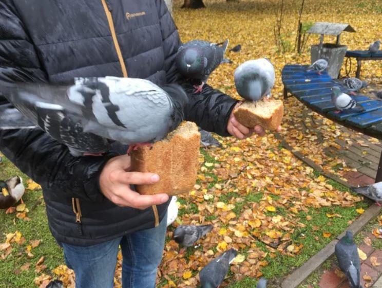 кормить хлебом птиц