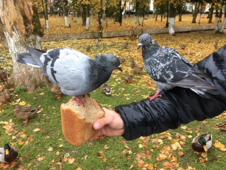 кормить хлебом птиц