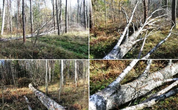 Что делать, если дерево упало на дорогу?