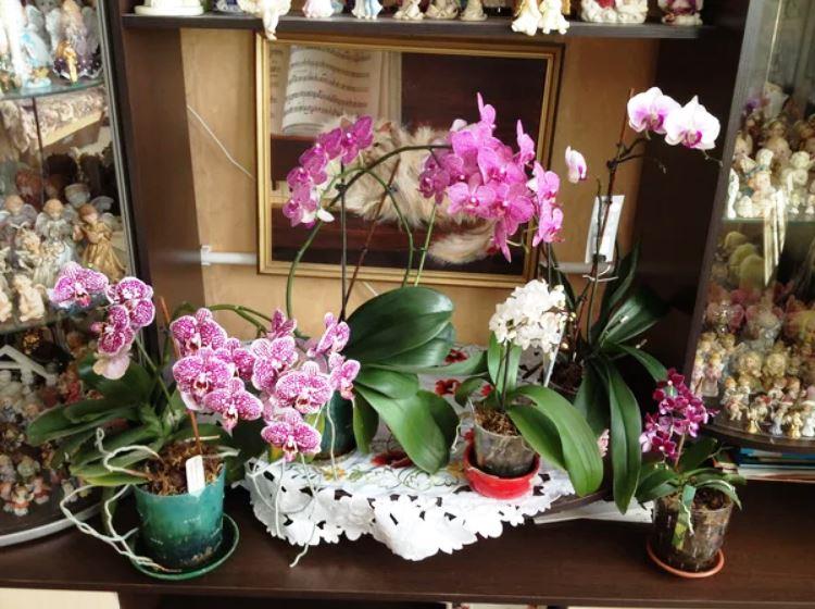 размножить орхидеи