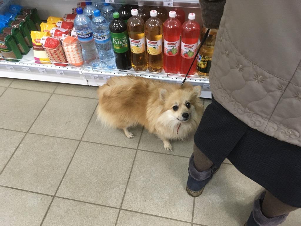 собака в магазине