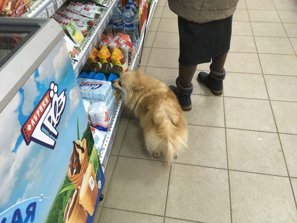 собака в магазине