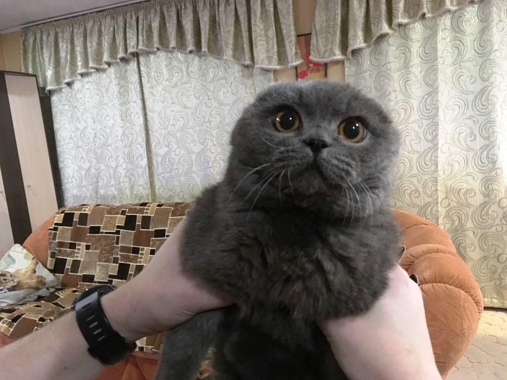 кот Тихон