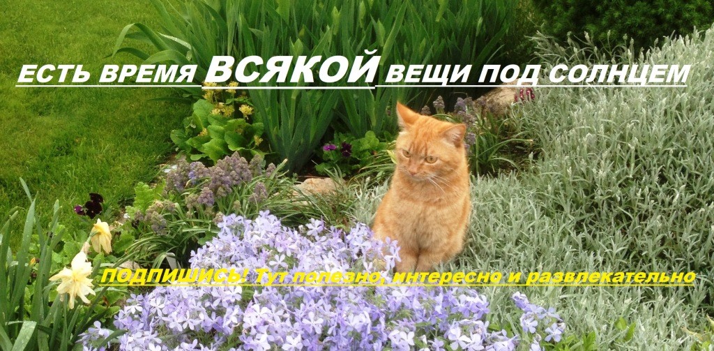 Канал «Есть время под солнцем» после 5000 публикаций (статистика)