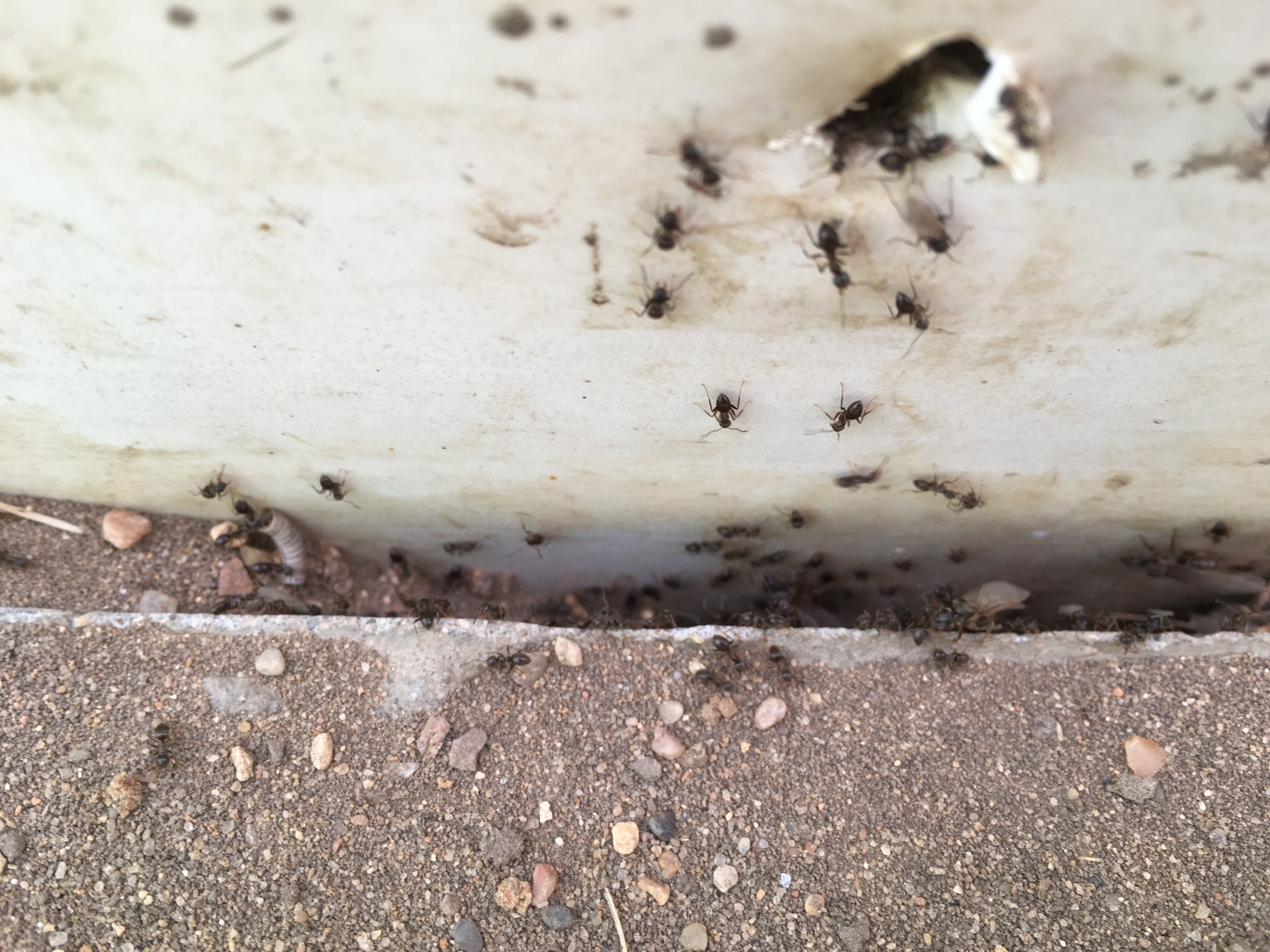 Как быстро избавиться от муравьев в доме. Муравьи в квартире. Маленькие муравьи в квартире. Маленькие черные муравьи в квартире. Маленькие муравьи на кухне.
