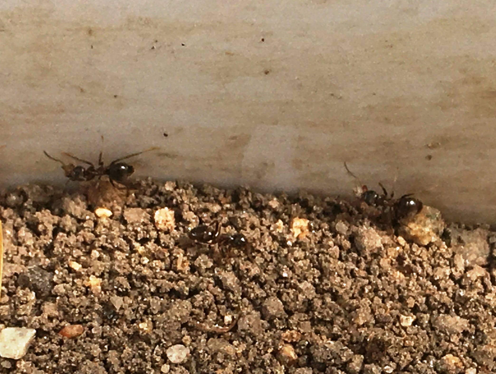 Борьба с муравьями в доме. Домашние садовые муравьи. Муравьи в огороде. Вывелись муравьи. Муравьи на дачном участке.