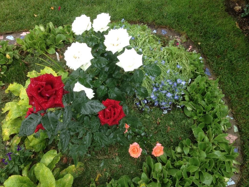 Соседство роз. Соседство с розами на клумбе. Соседство растений с розами. Соседство роз с другими цветами в саду. Оригинальные идеи посадки роз.