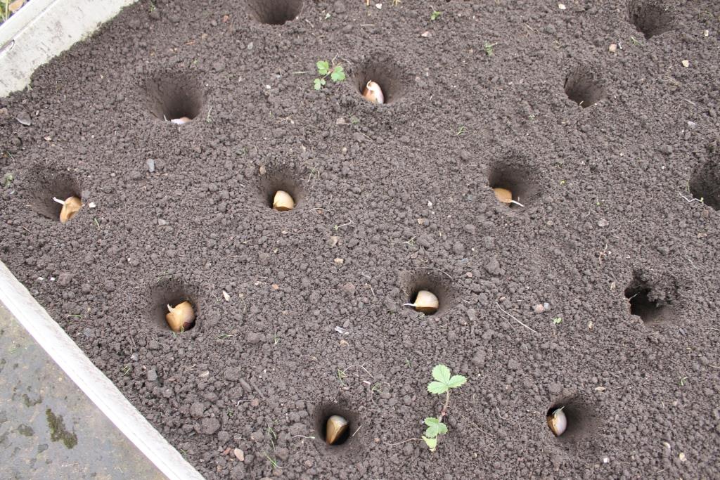 как посадить чеснок