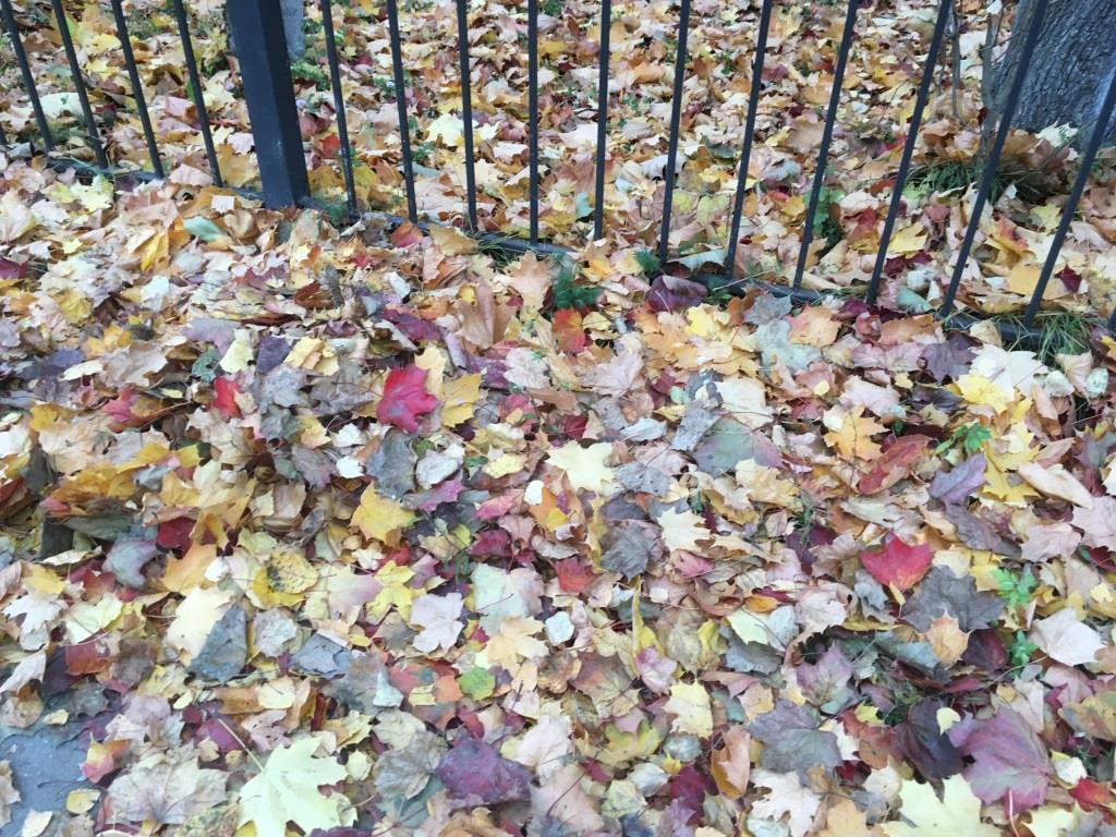 Осенние Листья Фото Красивые Природа