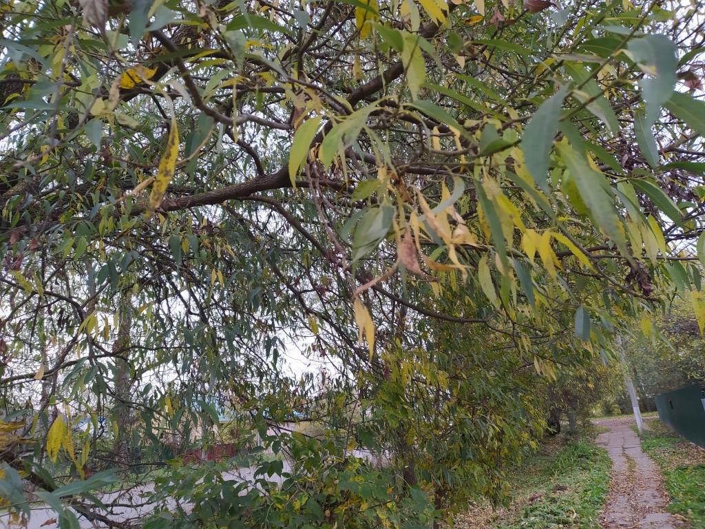 Листья Ивы Фото Осенью