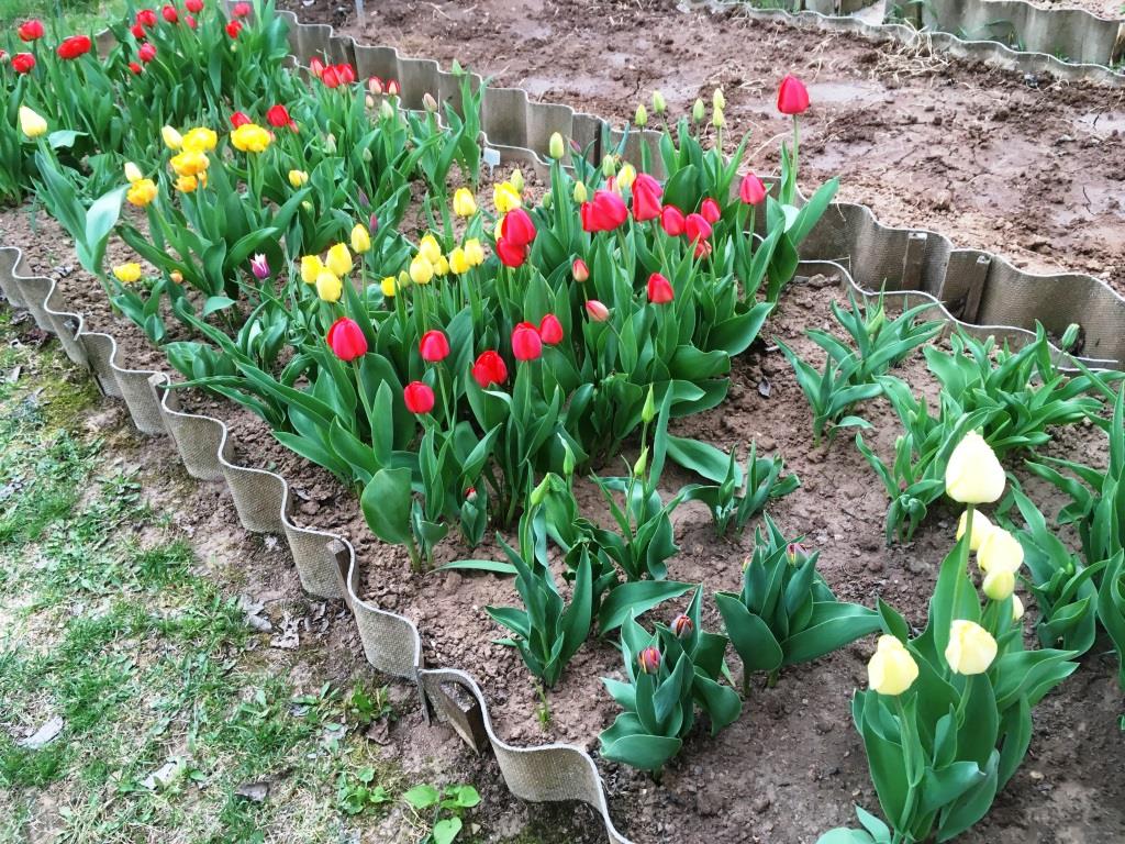 Будут ли цвести тюльпаны посаженные весной. Идеи посадки тюльпанов. Как красиво посадить тюльпаны. Контейнер для посадки тюльпанов. Букетная посадка тюльпанов.
