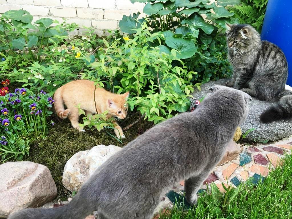 котенок встретился с соседскими котами