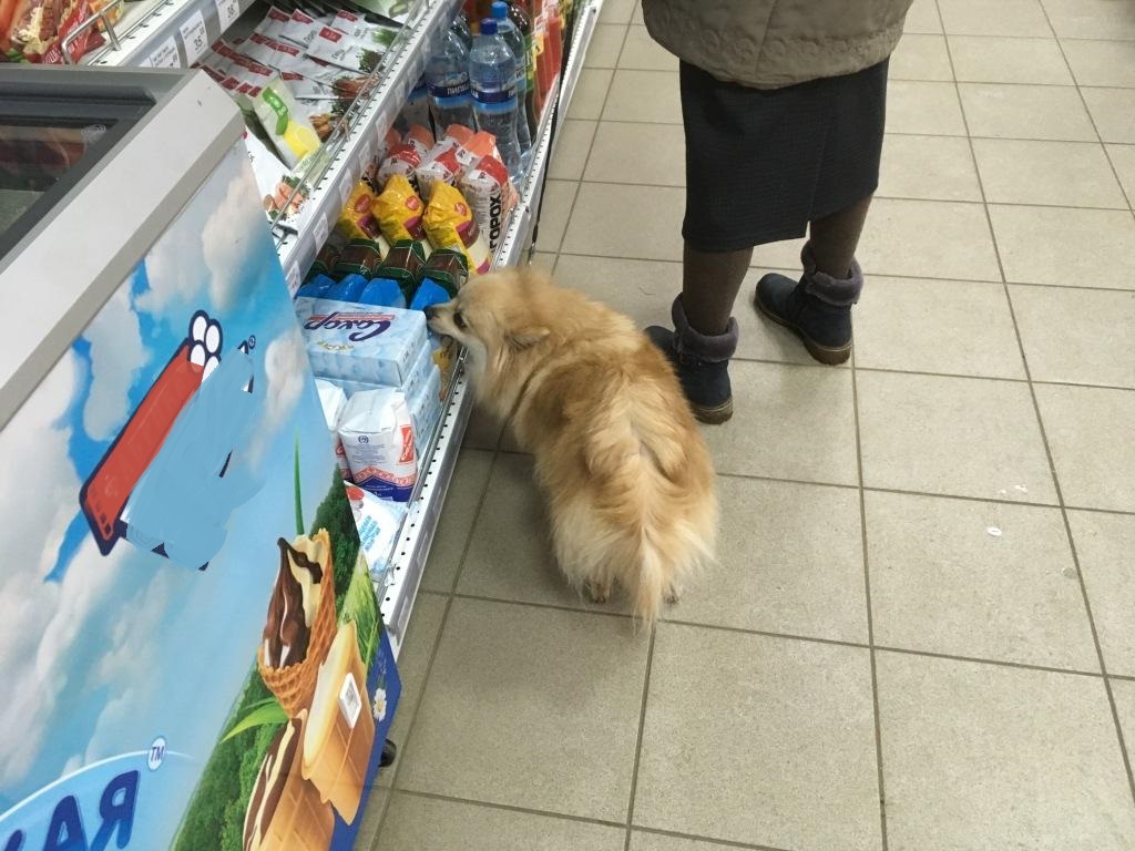 собаки в магазине