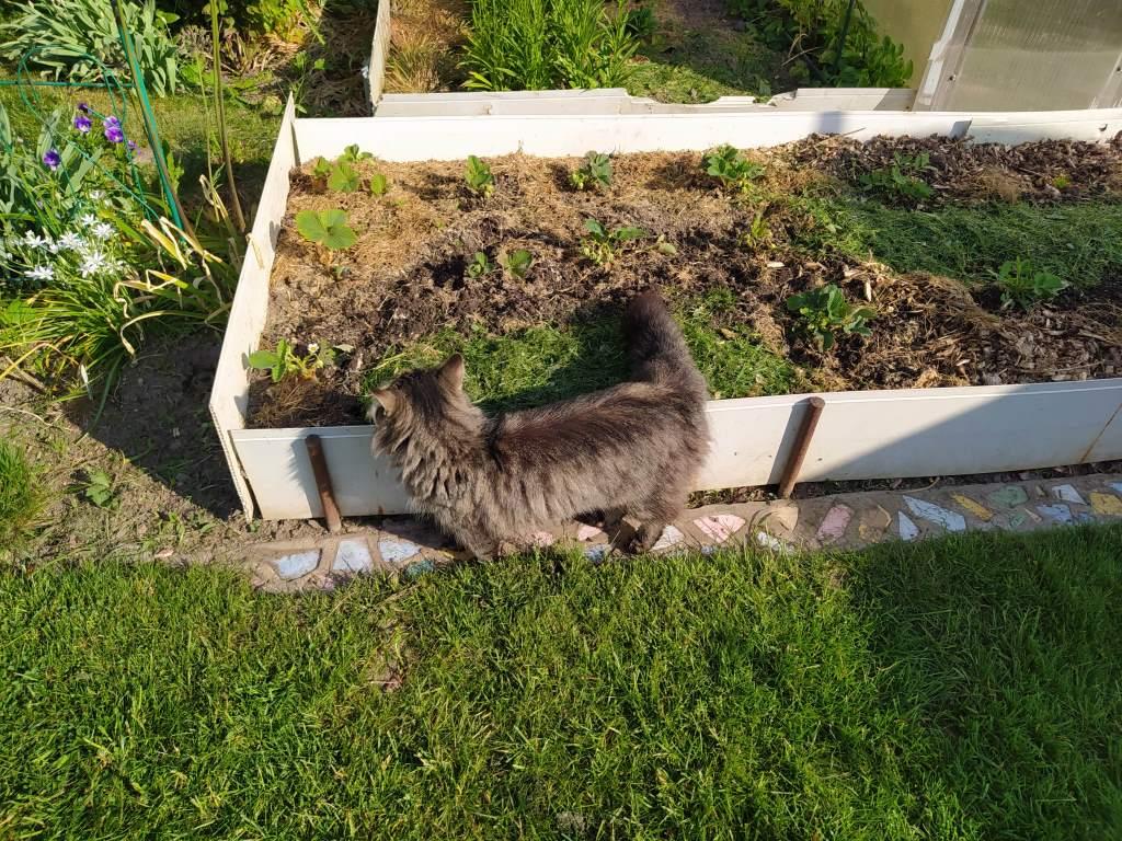 кот на огород