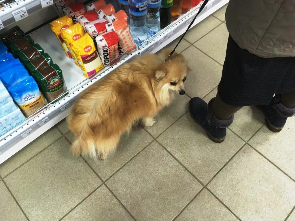 собаки в магазине