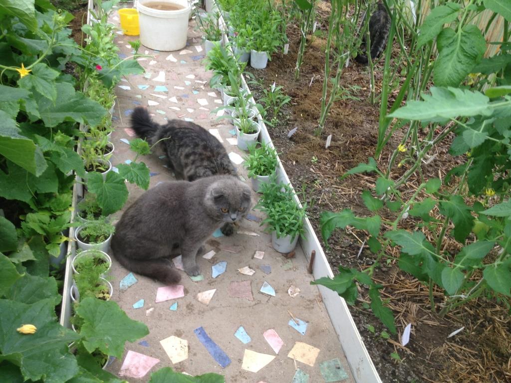 кот на огород