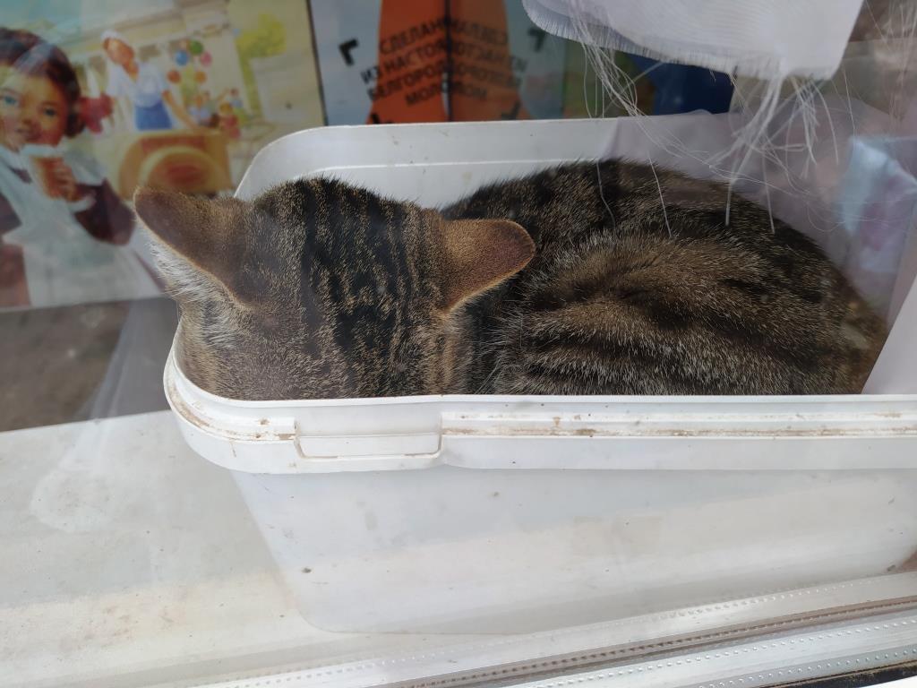 кошки любят коробки