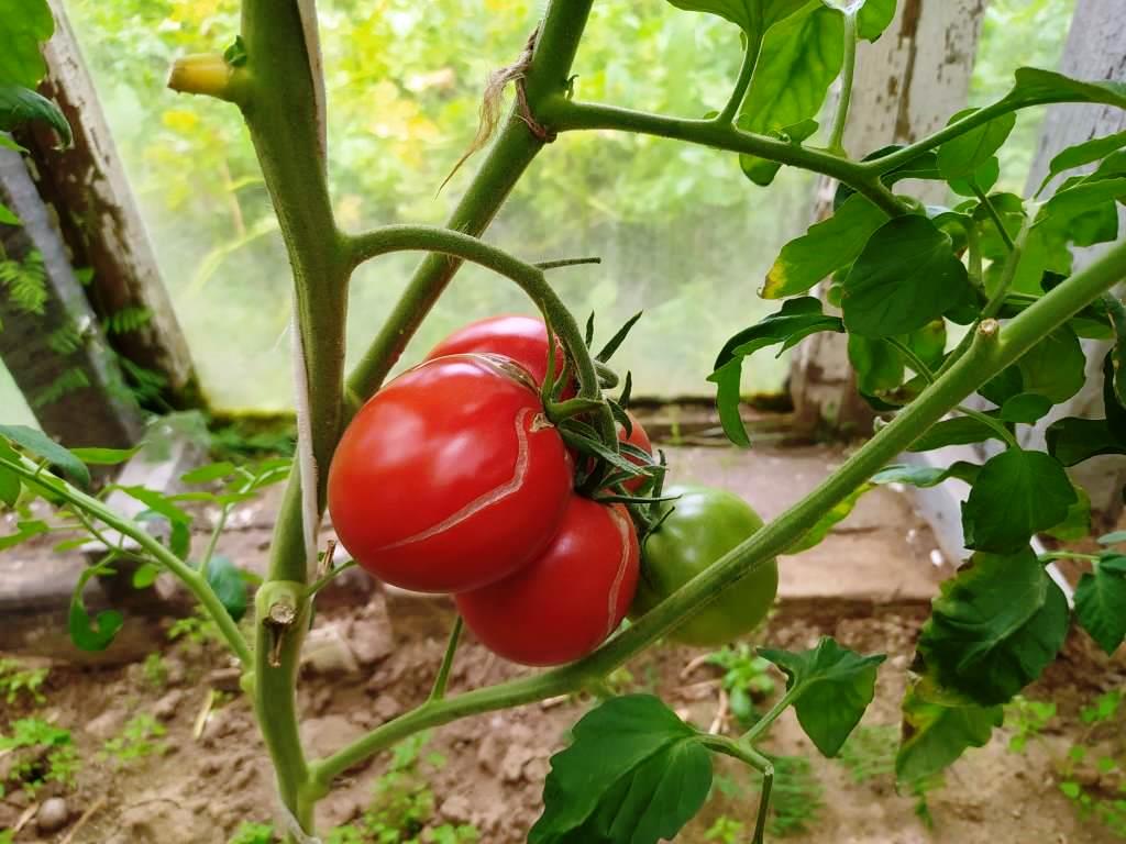 помидоры удивляют