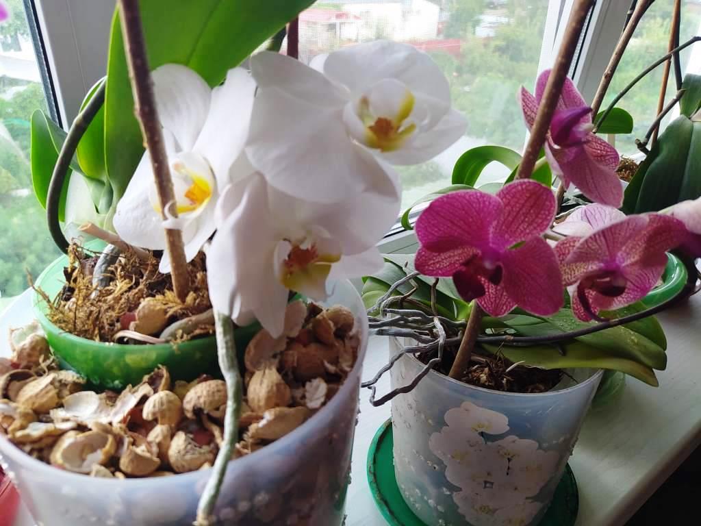 орхидея падает