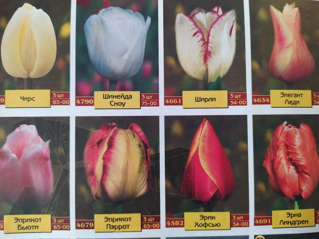 размер луковиц тюльпанов