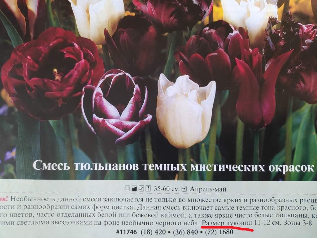 размер луковиц тюльпанов