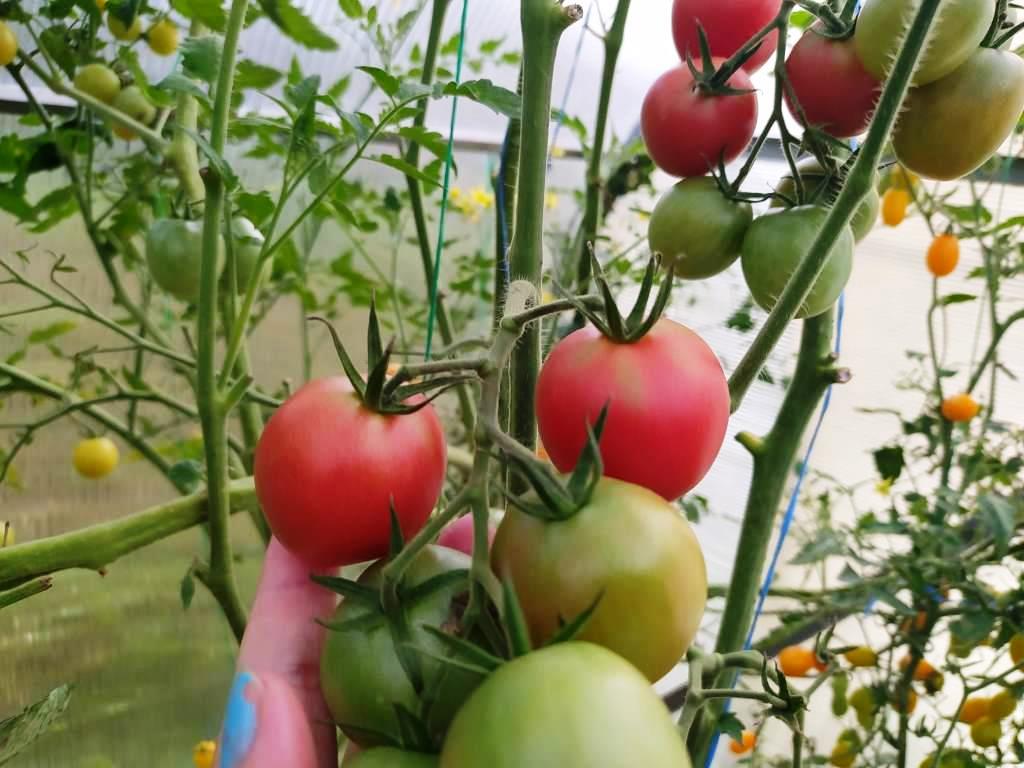 новый сорт помидоров