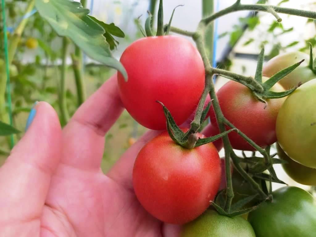 новый сорт помидоров