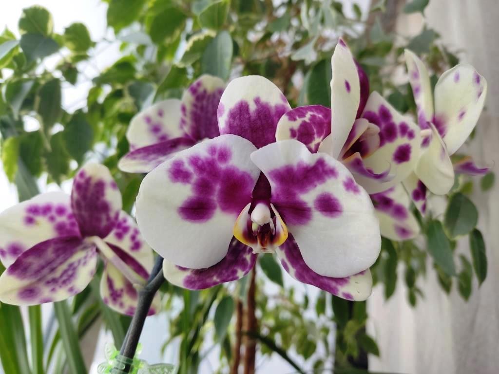 пестрая орхидея