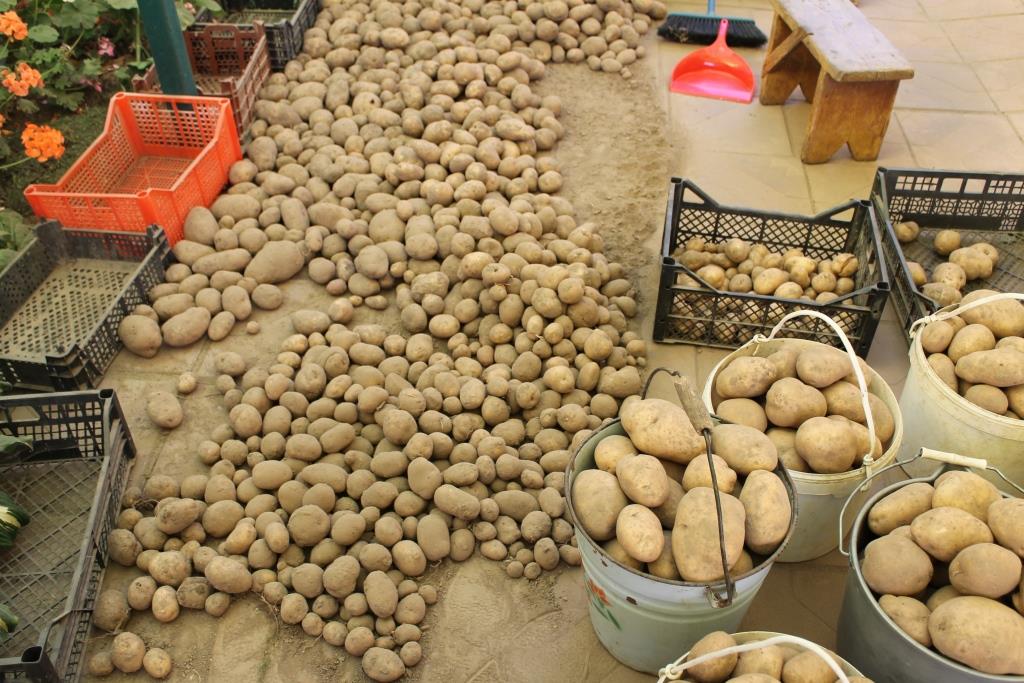 запаса картошки