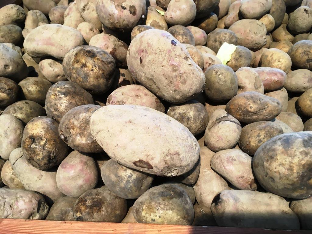 грязный картофель