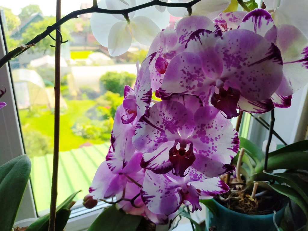 орхидеи вечные