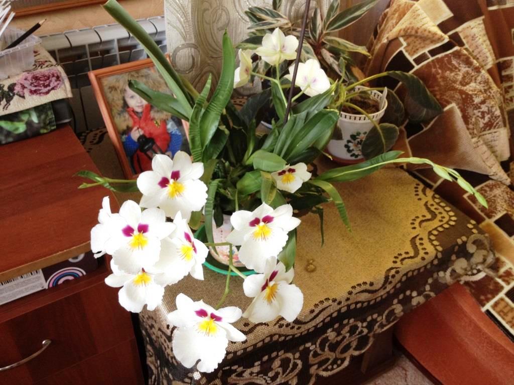 орхидеи вечные цветы