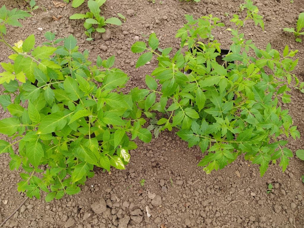 выращивание помидоров без пикировки